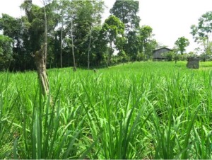 A rice field in Kurpa