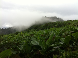 View near Jorge's house in Yure.