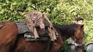 Pig for Sale in Yure! Life in Honduras is simple.