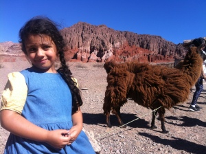 North of Argentina LLamas