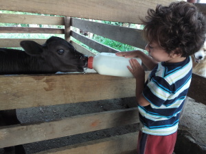 Feeding our calf!