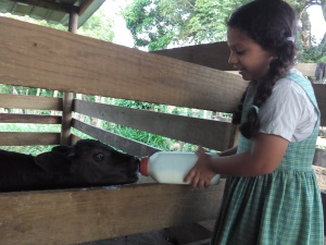 Feeding the calf