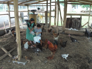 Feeding the chickens at our chicken suite