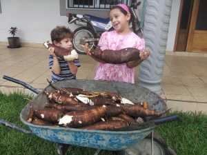 Yuca Harvest at our backyard!