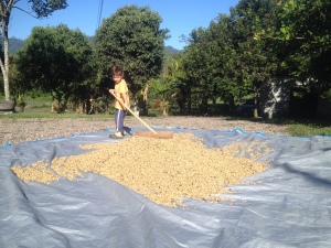 Isaac drying coffee.