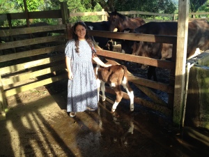 Milking morning