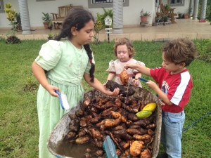 Cleaning sweet potatoes